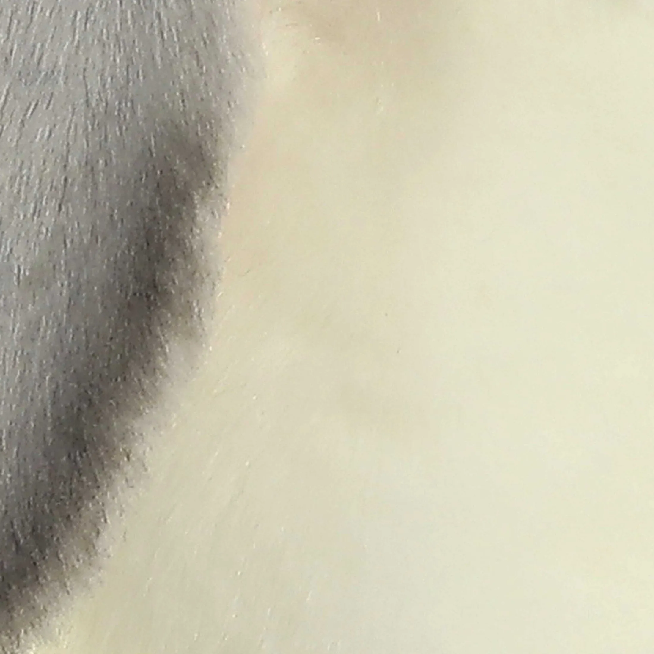 Aurora® - Miyoni® - Lop Eared Rabbit