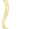 Aurora® - Snake - 50" Albino Burmese Python